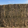 Canola Hay 500-600kg 8x4x4 Bales