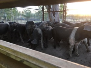 Quality lines of Saddleback piglets suitable for breeding or meat trade