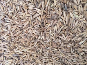 120/mt of Blackbutt Oats