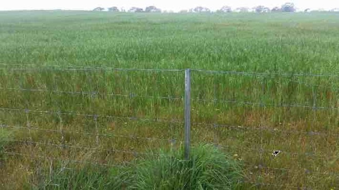Standing Crop of Oats For Sale