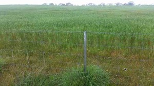 Standing Crop of Oats For Sale