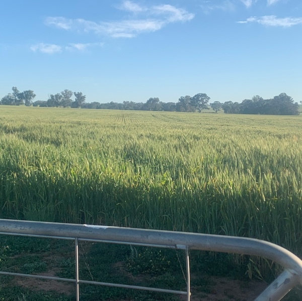 300 x Wheaten Hay 5x4 Bales
