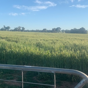 300 x Wheaten Hay 5x4 Bales