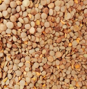 Feed Lentils - For Immediate Sale