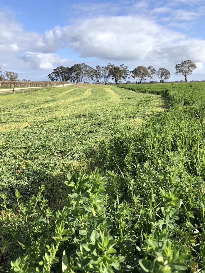 142 bales lucerne Hay bales 300/t  Ist and 2nd cut 2019