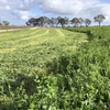 142 bales lucerne Hay bales 300/t  Ist and 2nd cut 2019