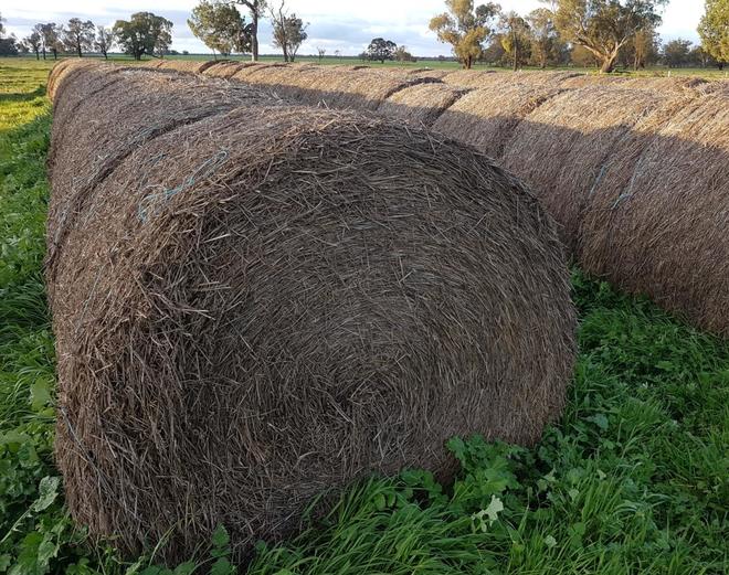 Wheaten Hay Rolls