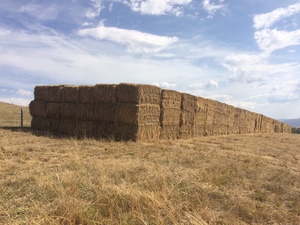 Triticale Straw 6x4x3