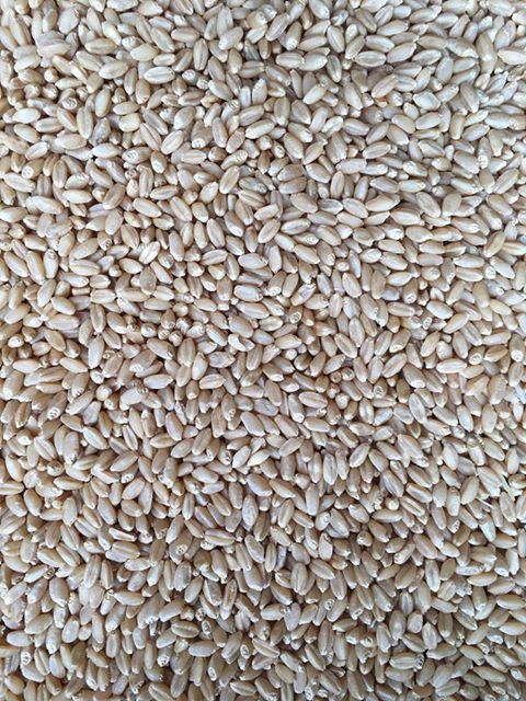 Wheat 135 tonne H1/H2  for sale