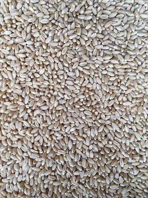 Wheat 135 tonne H1/H2  for sale