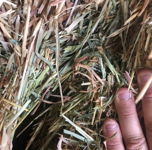 Oaten / Rye 100 Small square Bales - SOLD PER BALE