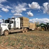 80mt Canola Hay 600kg + 8x4x3 Bales