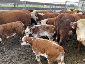 Hereford Cows with Shorthorn/Hereford Calves at Foot