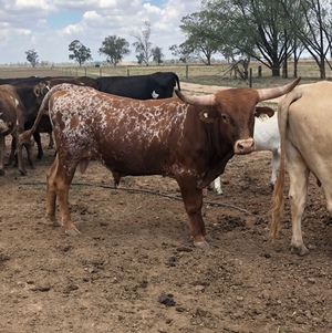 Assorted cattle,longhorn bull,cross bred calves,charolais cow,cross bred heifers,calves from $200