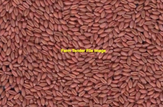 Wedgetail Wheat Seed For Sale