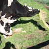 Fodder Solutions Demo Trailer