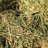 Oaten Hay small bales