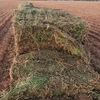 Lentil Hay