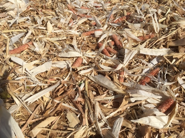 Maize Stubble Straw Mulch