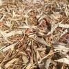 Maize Stubble Straw Mulch
