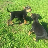 Pure bred kelpie pups for sale