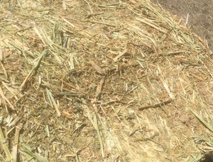 Canola Hay