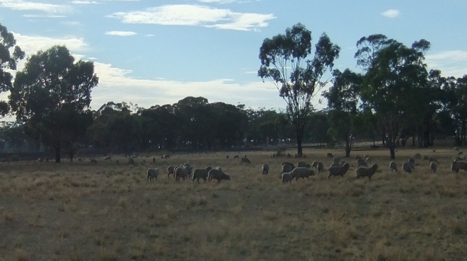 160 Merino Wether Lambs for Sale