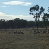 160 Merino Wether Lambs for Sale