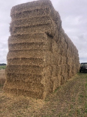 220mt Barley Straw 600kg 8x4x3 Bales