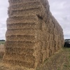 220mt Barley Straw 600kg 8x4x3 Bales