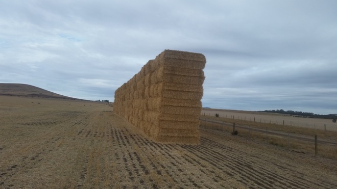 Header trailed wheaten straw  100 - 8x4x3 Bales - Sold By The Ton -