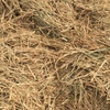 Canola Hay  2 x B Double loads