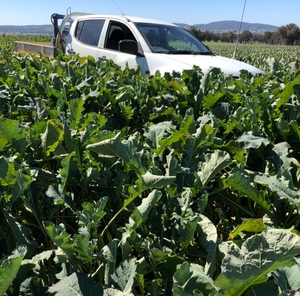 Brassica silage/green chop EOI