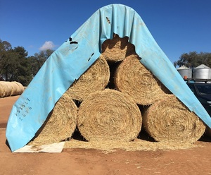 Wheat Hay Round Bales Corowa See Feed Test