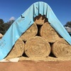 Wheat Hay Round Bales Corowa See Feed Test