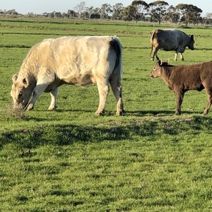 Price reduction  Murray Grey Cows and Calves