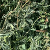 Prime Lucerne Small Squares 