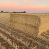 Barley Straw 550-600kg 8x4x3 Bales (New Season)