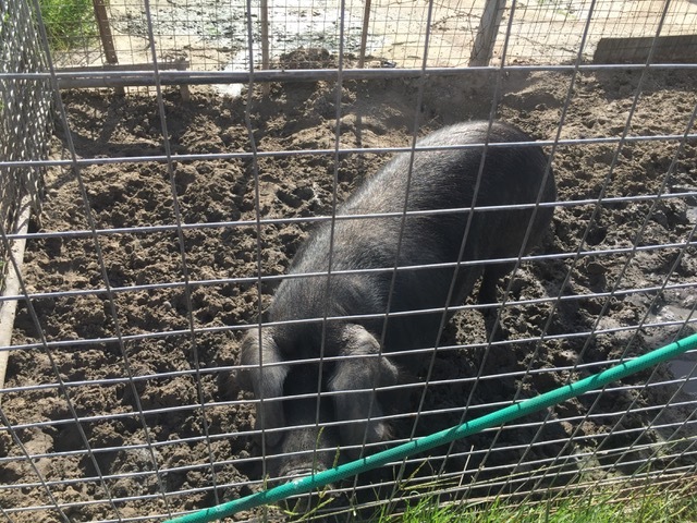 Purebred Old English Black Breading Pair.