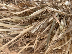 140mt Wheaten Hay 480kg 8x4x3 Bales 