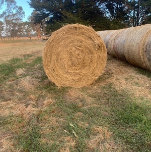 Pasture Hay For Sale