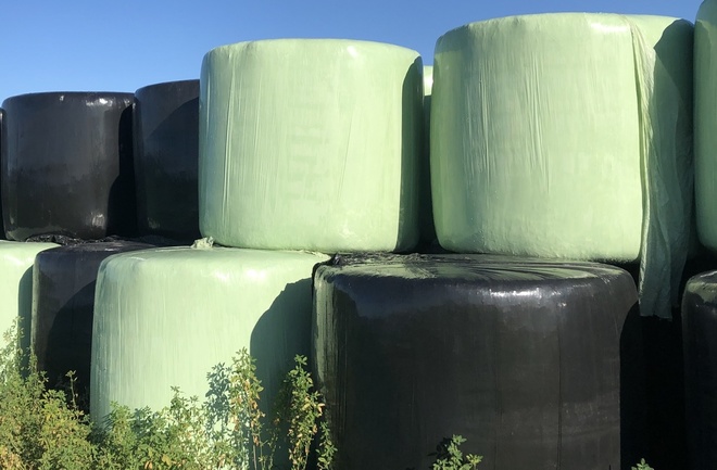 Lucerne Silage 