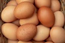 Rhode Island Red  fertile eggs