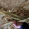 OATEN HAY 8X4X3 SHEDDED
