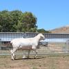 Hillock Australian White Rams 