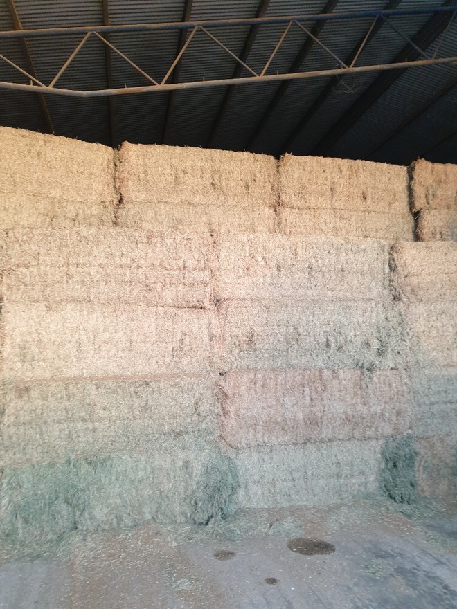 IRRIGATED, QUALITY, LUCERNE