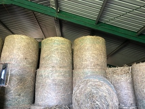 forage sorghum 4x4 round bales x 102
