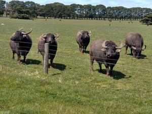 5 x Riverine Water Buffalo Cows. Updated photo