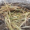 180mt Wheaten Hay 5x4 Rolls