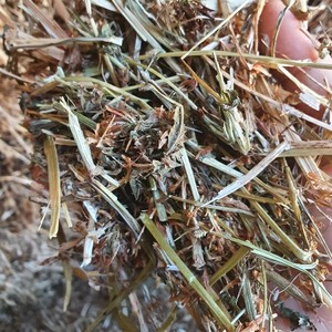 140mt Clover Hay 560kg 8x4x3 Bales (New Season)